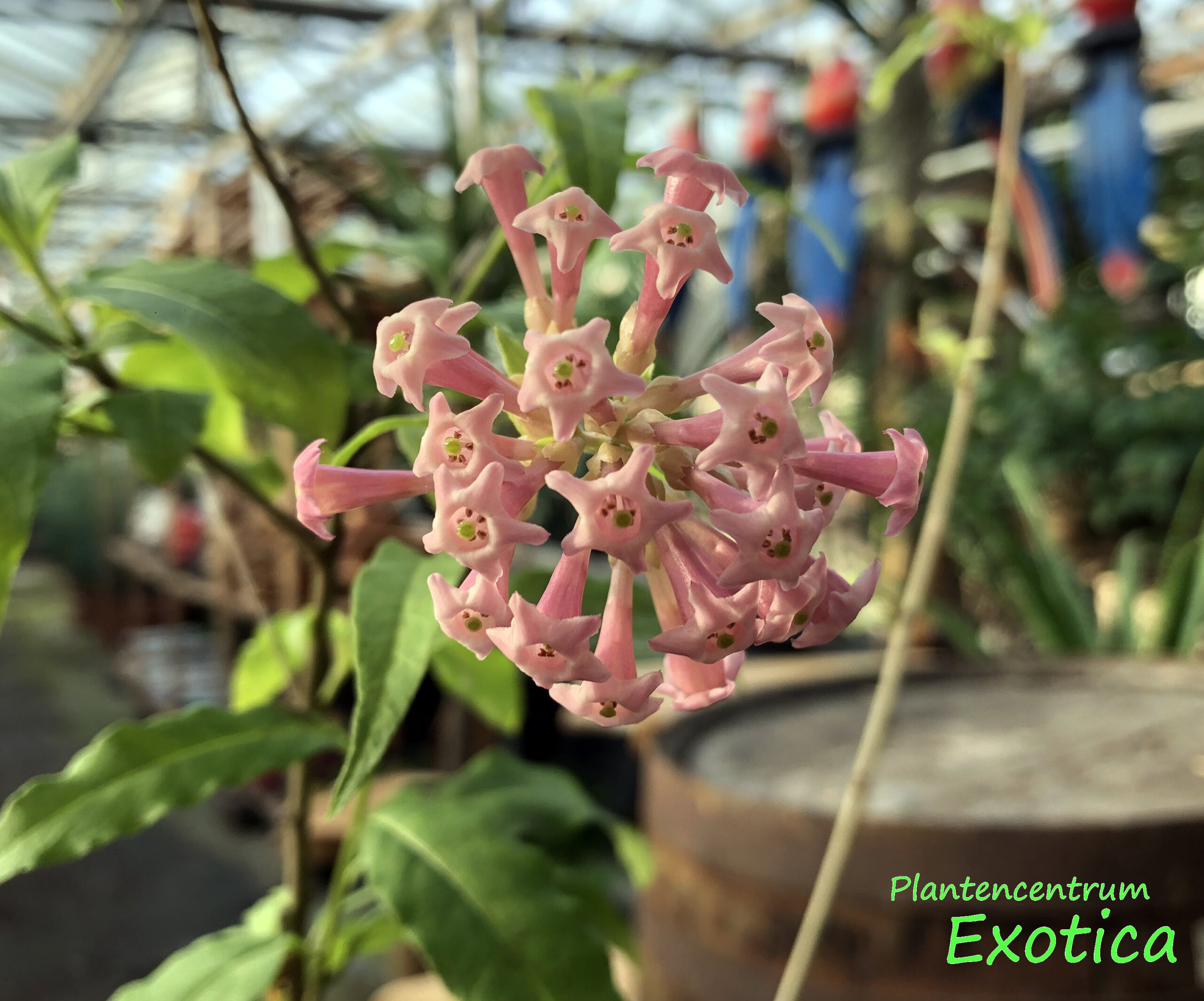 Cestrum Elegans Smithii - Afbeelding 4