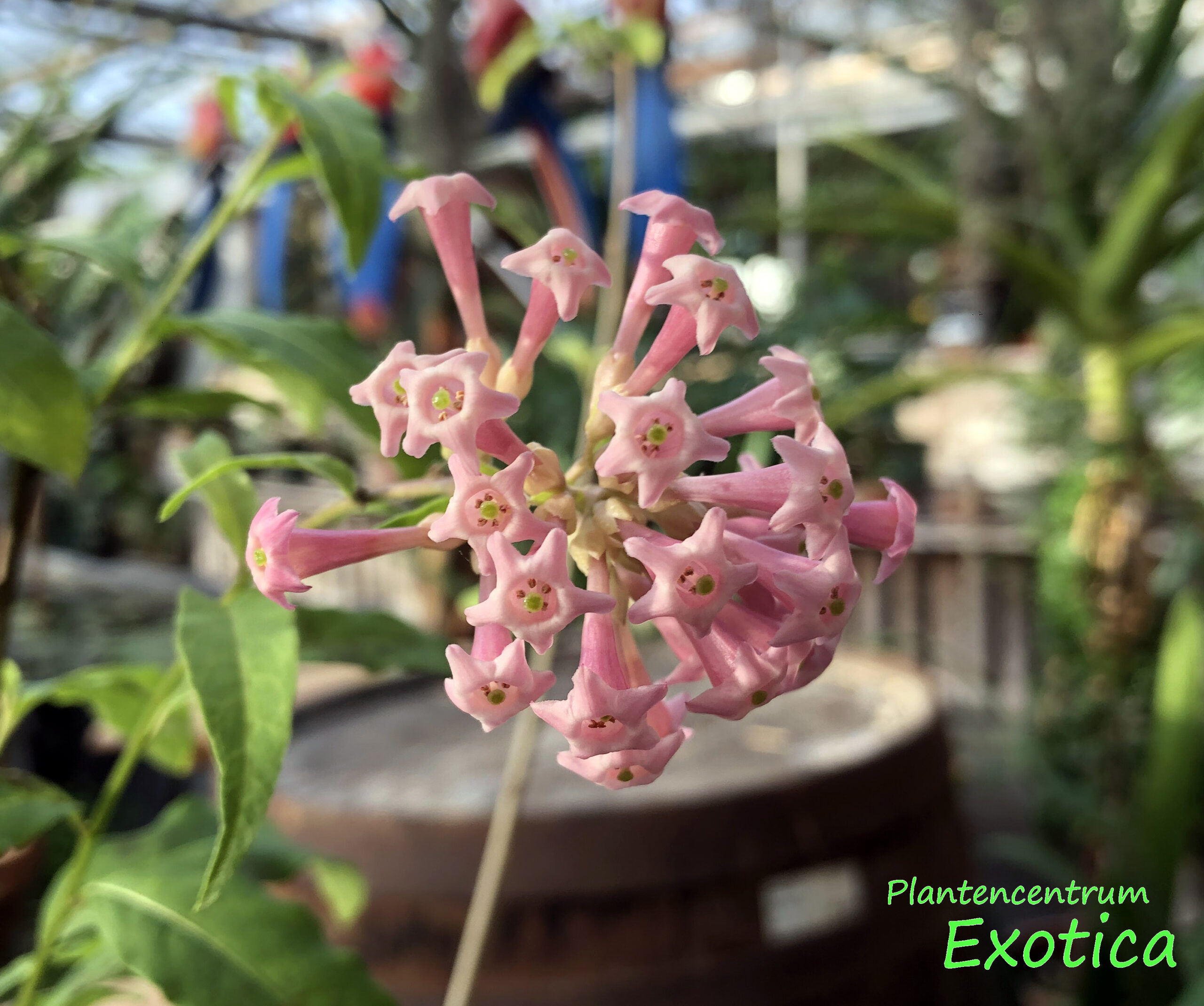 Cestrum Elegans Smithii - Afbeelding 3
