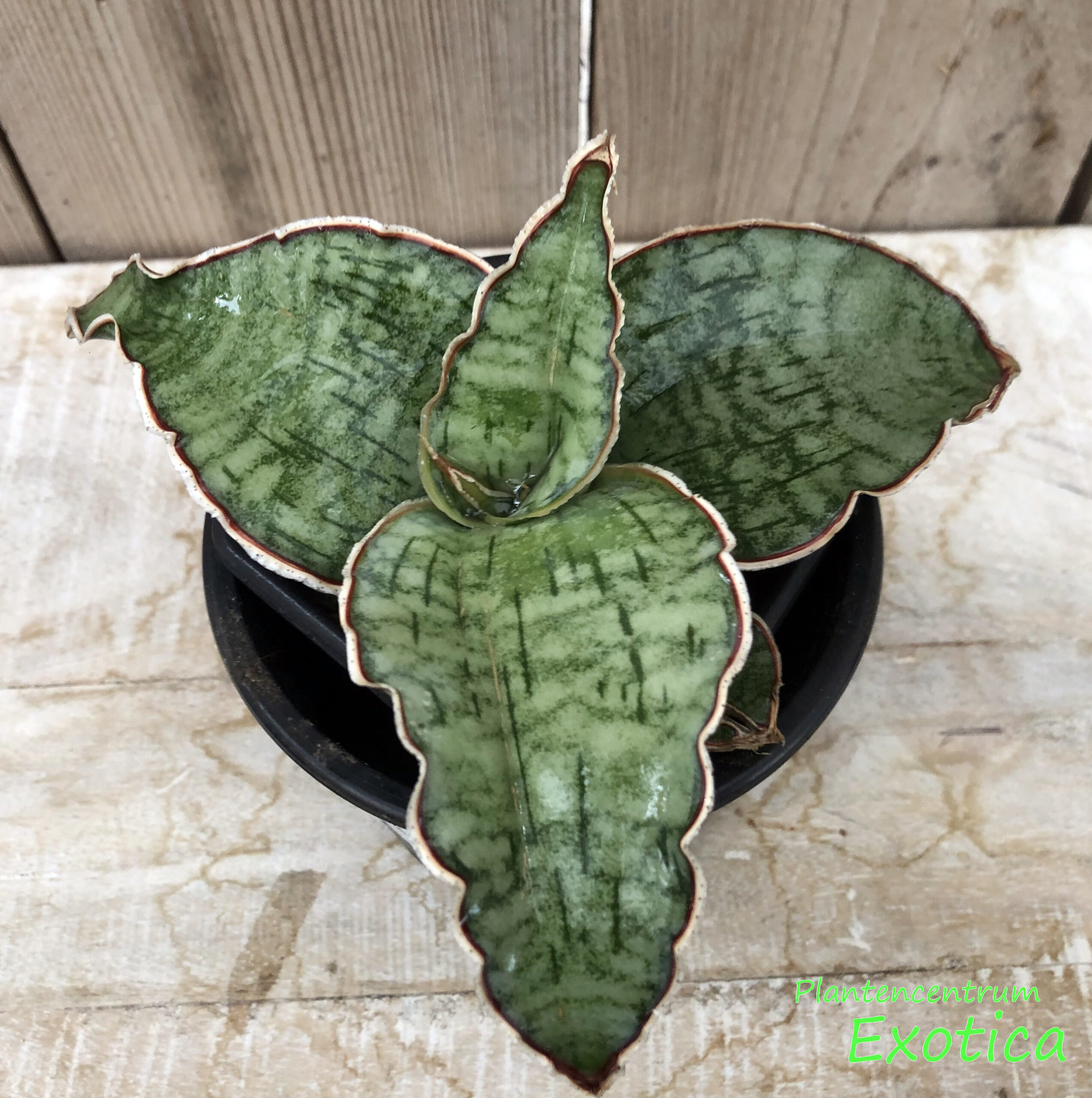 Sansevieria Star Green Granite - Afbeelding 2