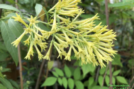 Cestrum Parqui