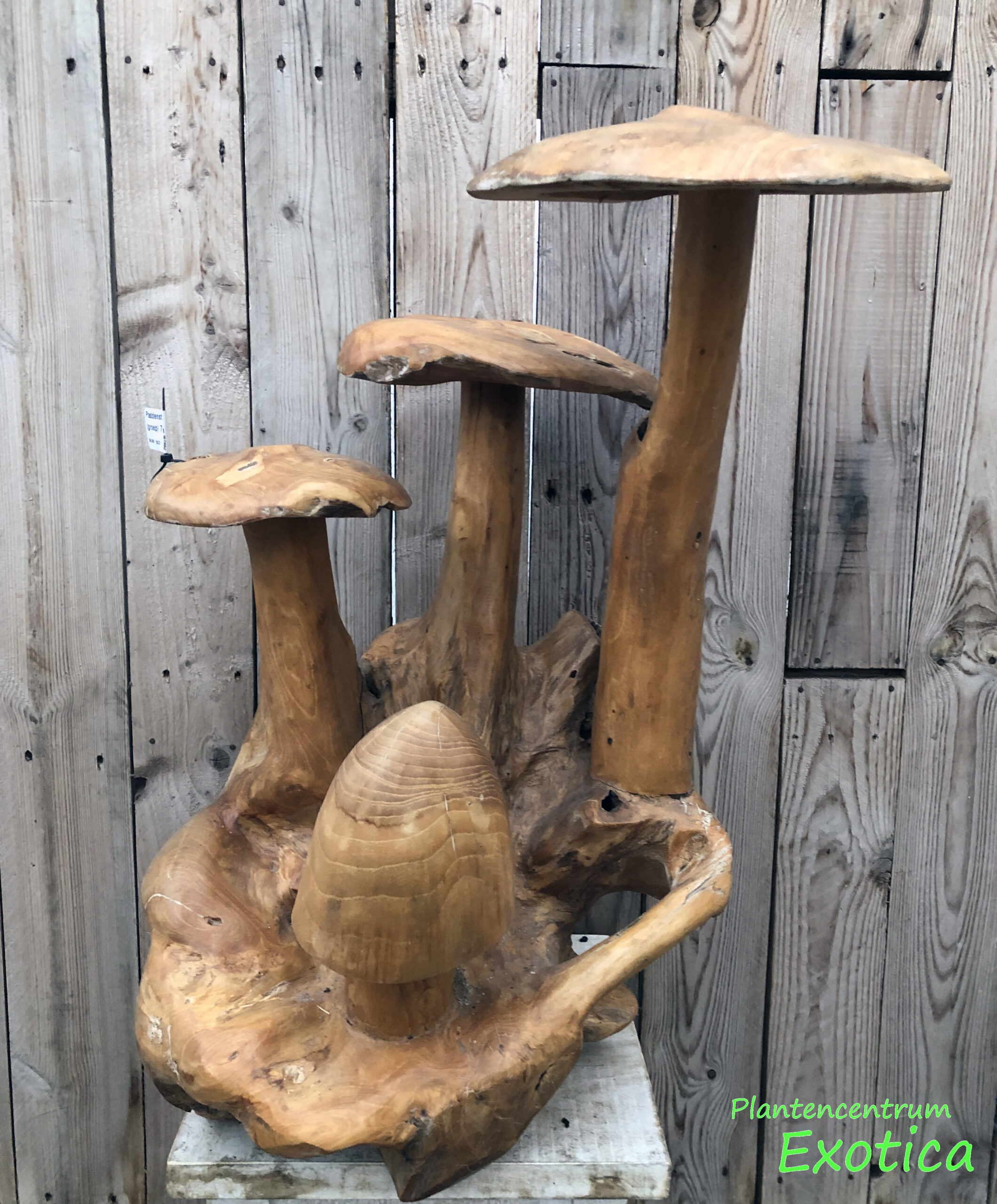 Paddenstoel groep 80cm (Teak) - Afbeelding 2