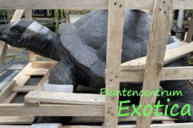 Statue de tortue (GRC 130x84x62cm)