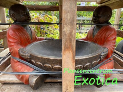 Shaolins avec bol (GRC 85x65x50cm) – Image 3