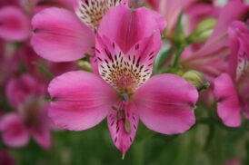 Alstroemeria Édouard