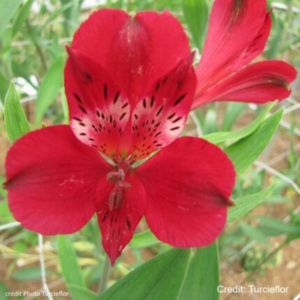 Alstroemeria Emmanuel 40/50