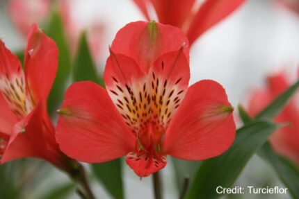 Alstroemeria Louis 50/60 – Image 2