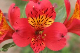 Alstroemeria Liré