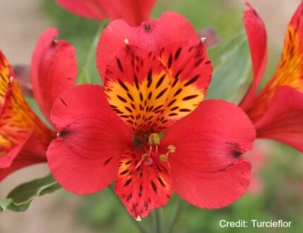 Alstroemeria Liré 50/60