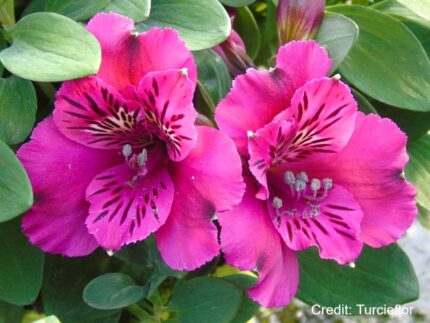 Alstroemeria Léonie 20/30 – Image 2