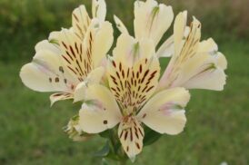 Alstroemeria Noé