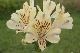 Alstroemeria Noah