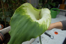Calla Exotic green Giant