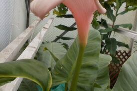 Calla Exotic pink giant
