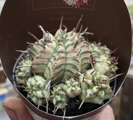Euphorbia Meloformis variegata – Image 4