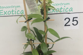 Vanilla planifolia (Vanille-Orchidee)