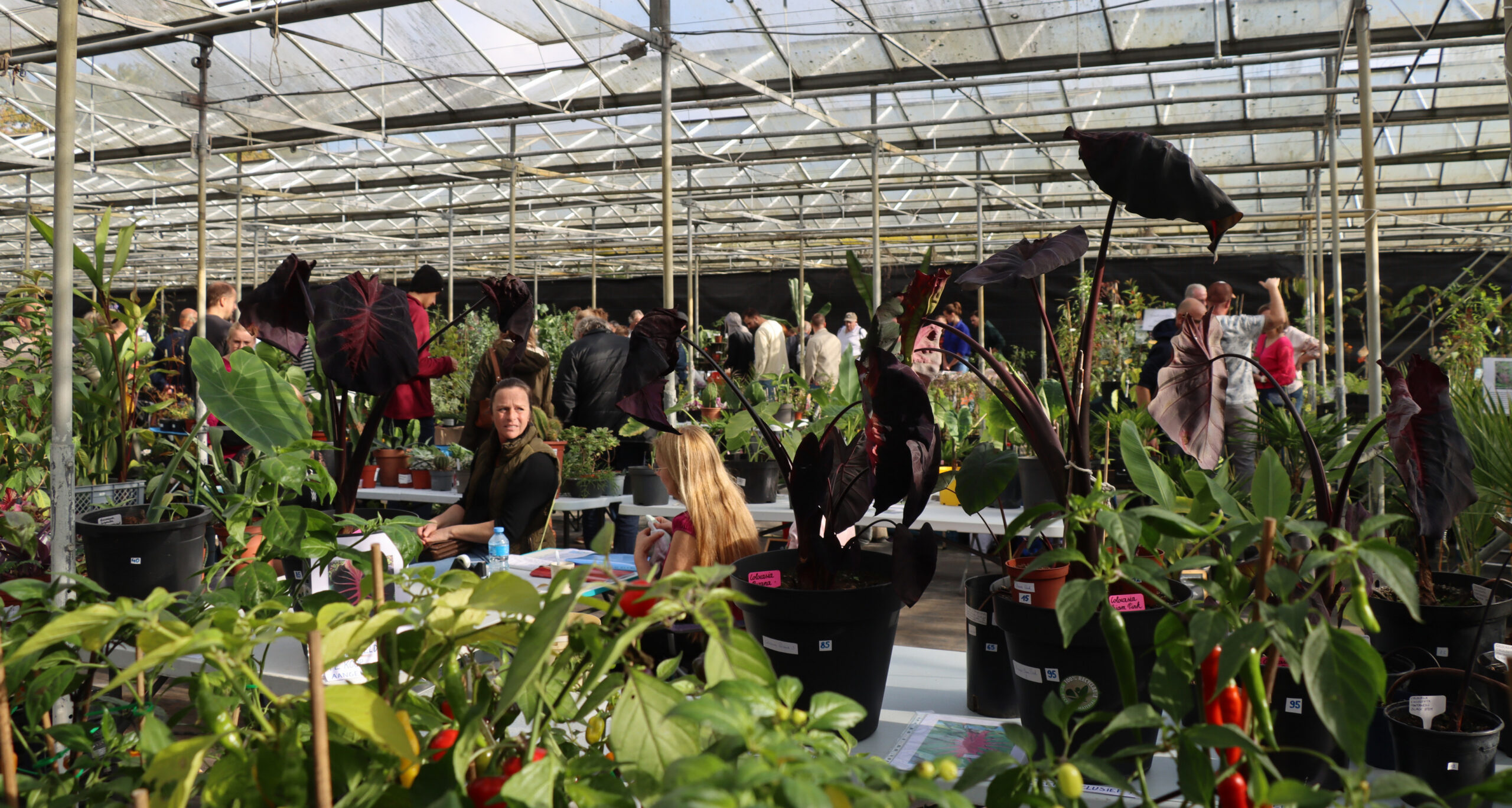 Read more about the article Videos Autumn Fair 2024