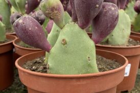Opuntia Vulgaris (cactusvijg)