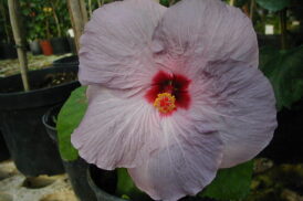 Hibiscus Rosa chinensis Peggy Walton