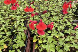Salvia Microphylla True Red