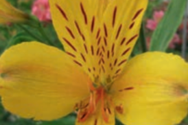 Alstroemeria garden Serrant