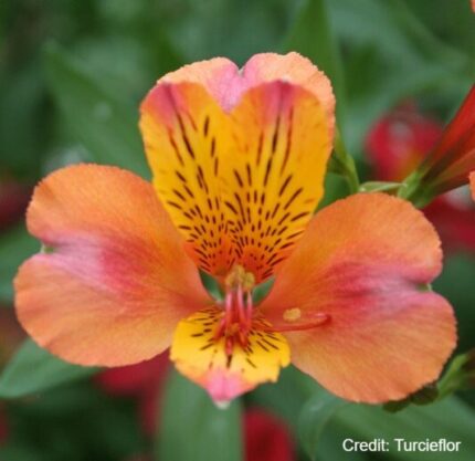 Alstroemeria Henri 40/50