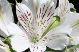 Alstroemeria Mazé (Mazette) 40/50