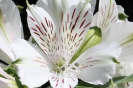 Alstroemeria Mazé (Mazette)